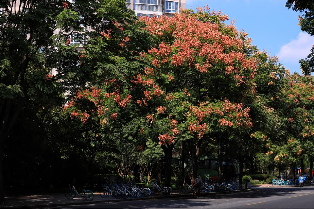 欒樹頭上的這抹紅到底是花還是果