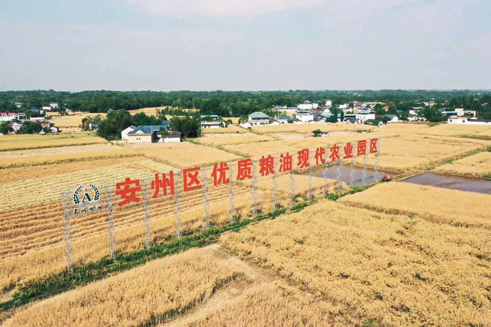 安州区优质粮油现代农业园区(安峥 供图)