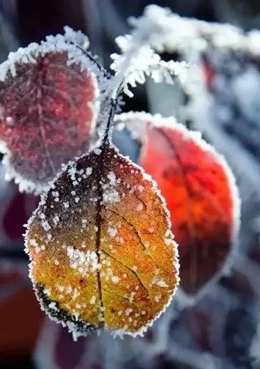 霜降| 秋已暮,寒霜凝