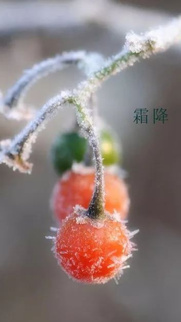 霜降| 秋已暮,寒霜凝