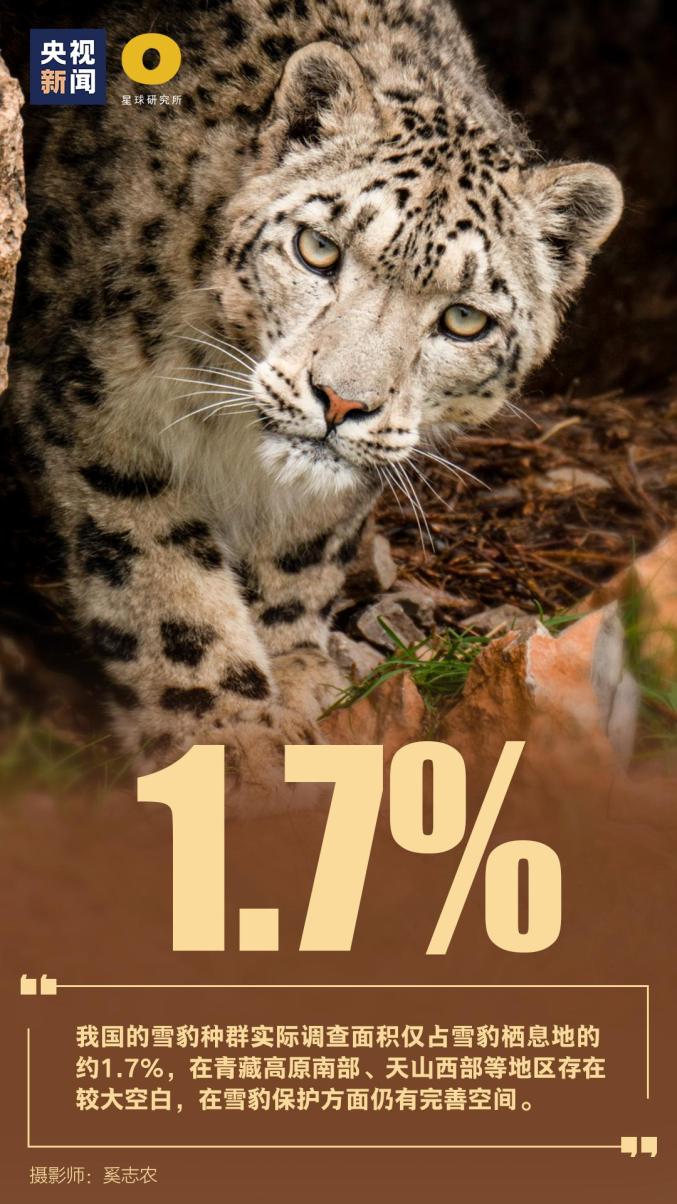世界雪豹日保护雪豹及其栖息地拒绝杀害