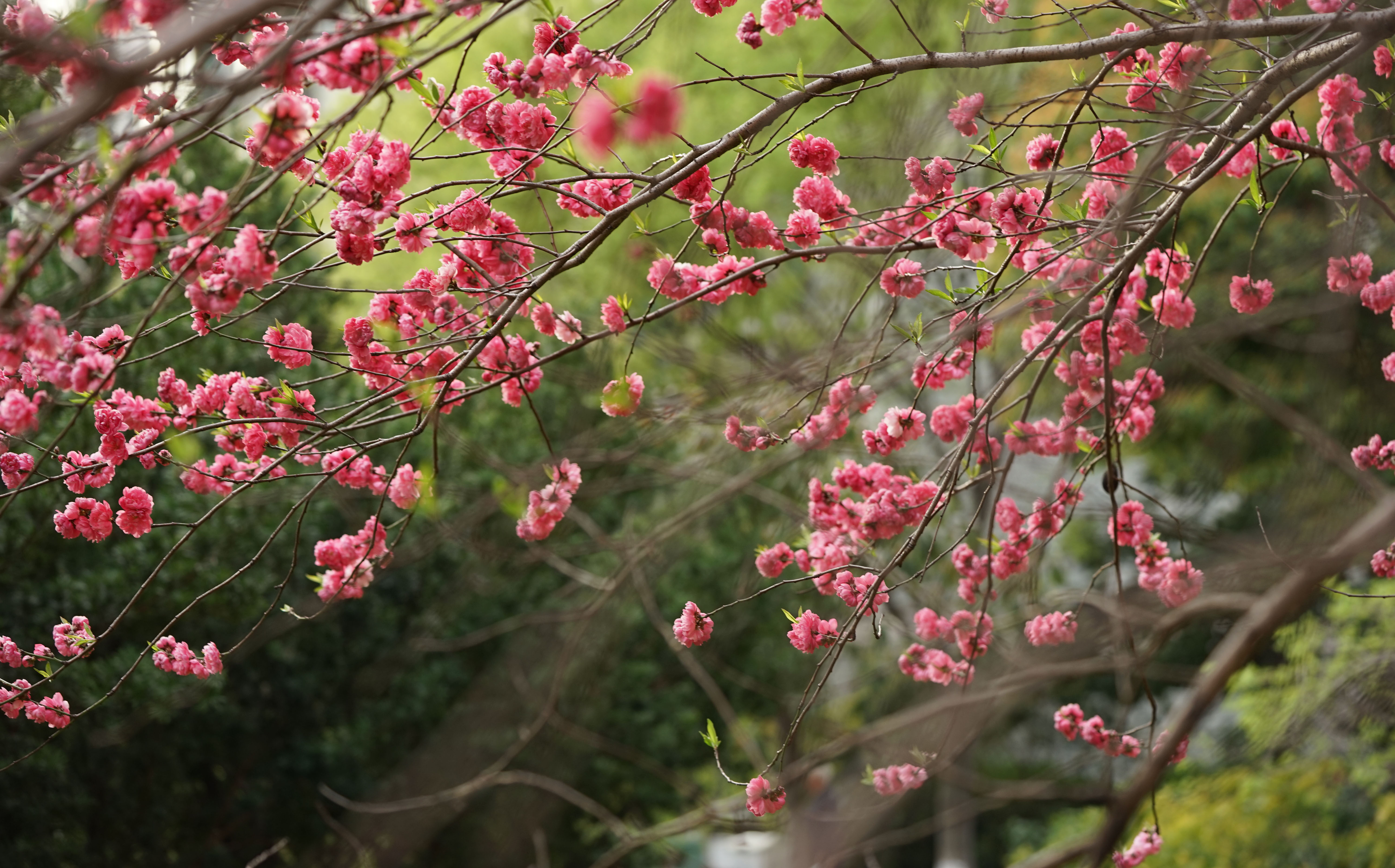 上海市民诗歌节我来读诗一棵开花的树