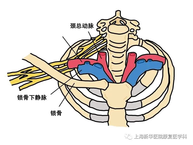 锁骨下静脉位于前斜角肌的前方与锁骨下肌之间,锁骨下动脉及臂丛神经