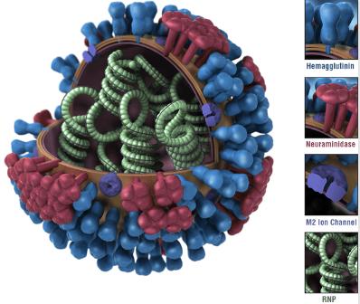 流感病毒(influenza virus)包括a,b,c和d四型(如下,流感病毒模式圖).