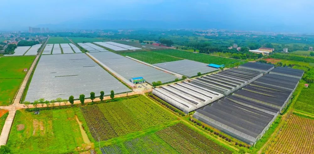 优秀!河源埔前镇双头村成立广东首个村级电商扶贫产业园