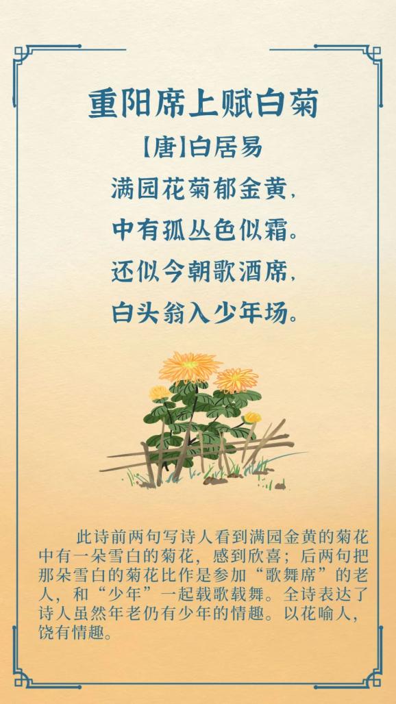在中国习俗中,菊花象征长寿,重阳节历来就有赏菊花的风俗,所以古来又