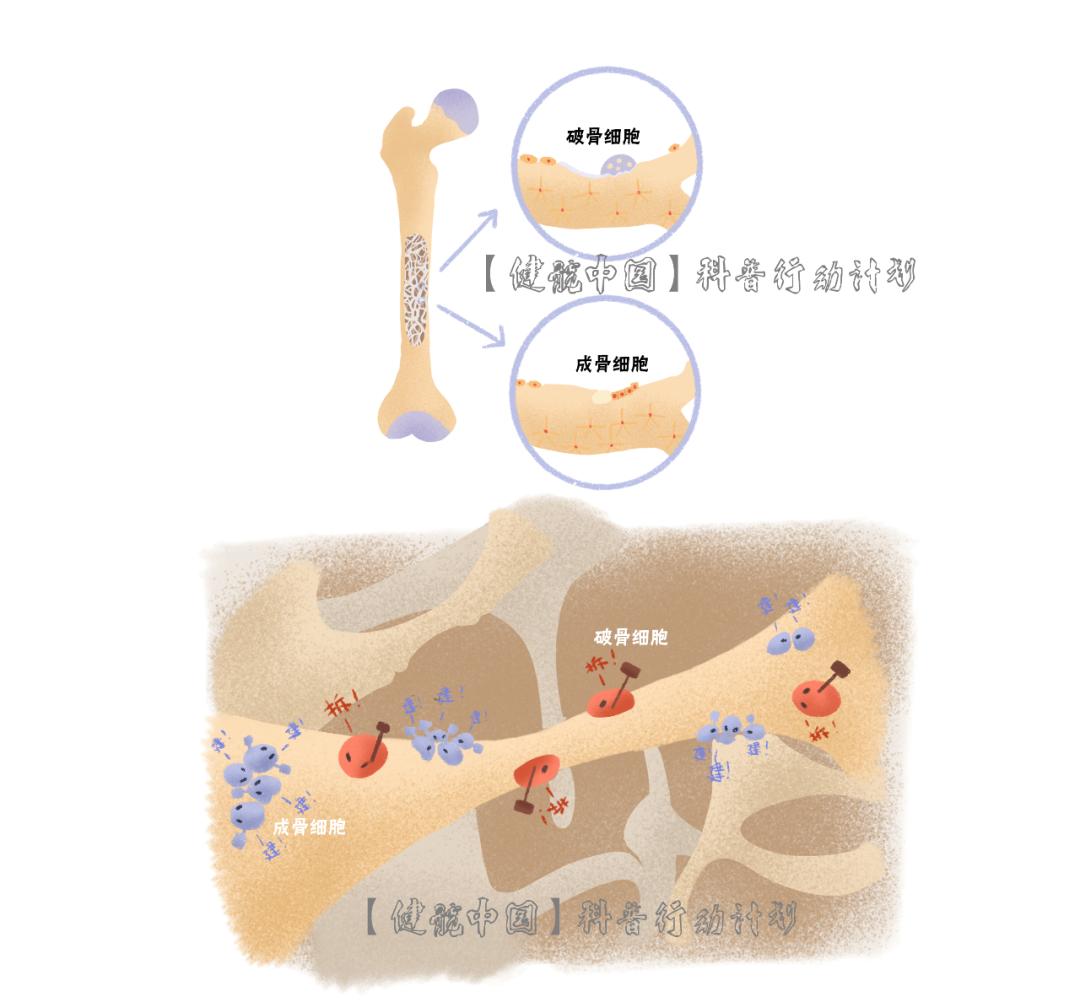 旧骨组织不断的被破骨细胞吸收去除,成骨细胞形成新骨组织,骨组织就是