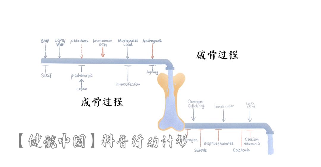 在生长发育期,成骨细胞的活性高于破骨细胞的活性,骨形成多于骨吸收
