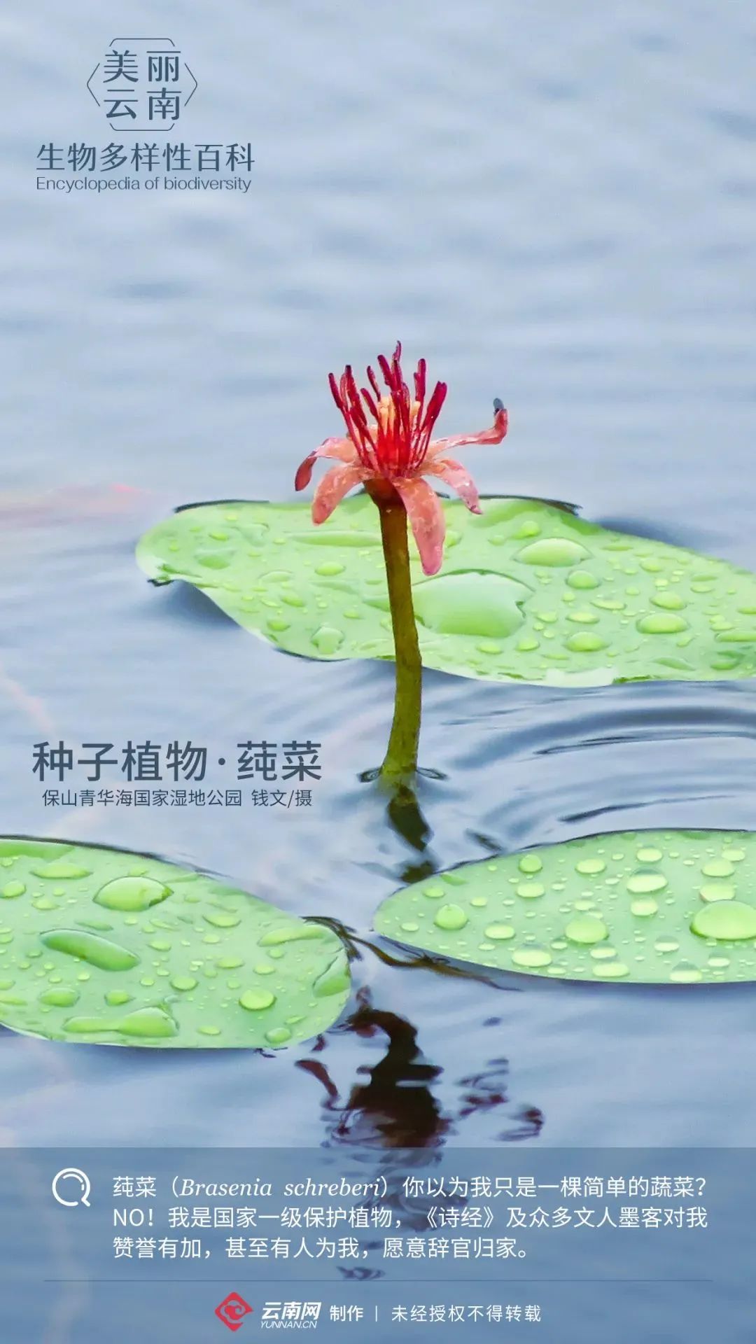 生物多样性 小百科 76 种子植物 莼菜 你居然以为我只是一棵简单的蔬菜 恐龙下载网