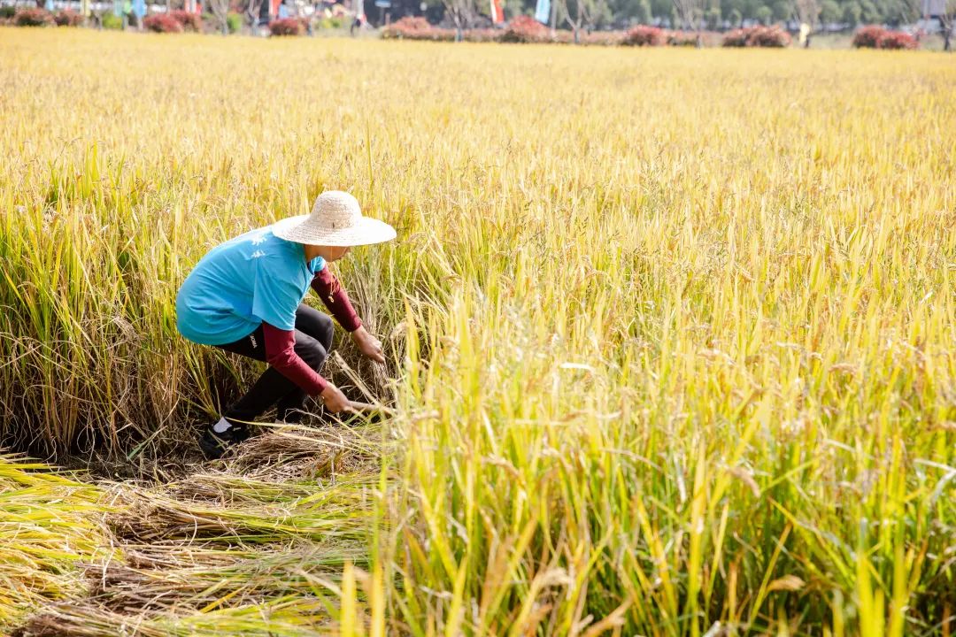 秋收割稻子啦!到岳和村吃一碗亲手收割的米做成的菜饭_澎湃号·政务_
