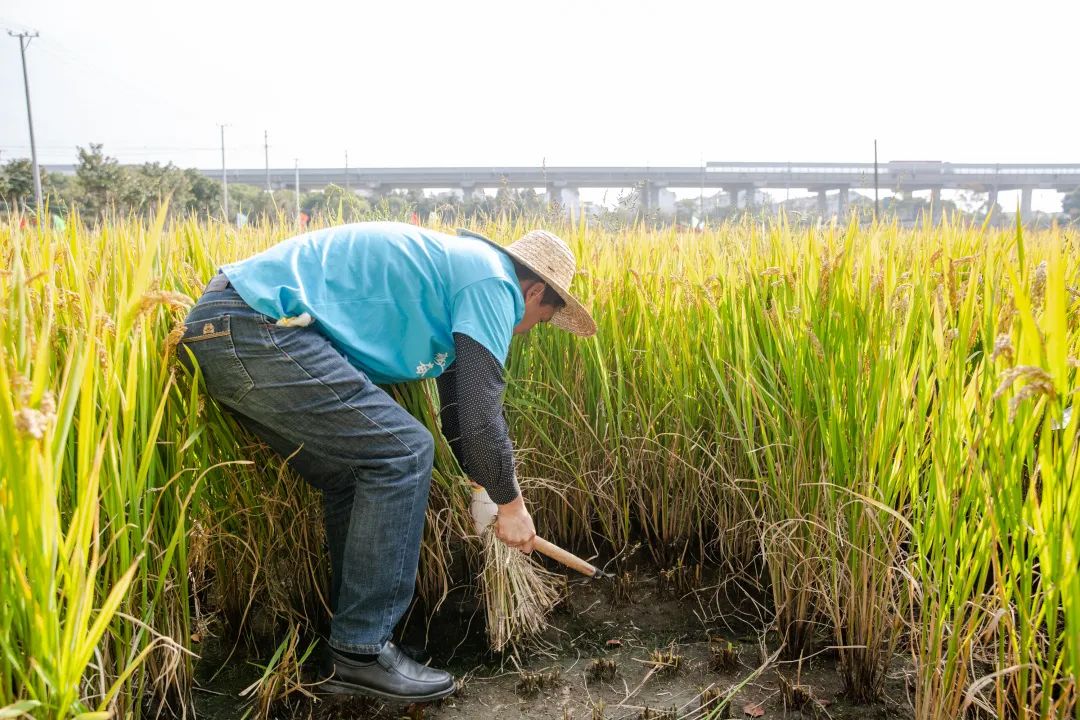 秋收割稻子啦!到岳和村吃一碗亲手收割的米做成的菜饭