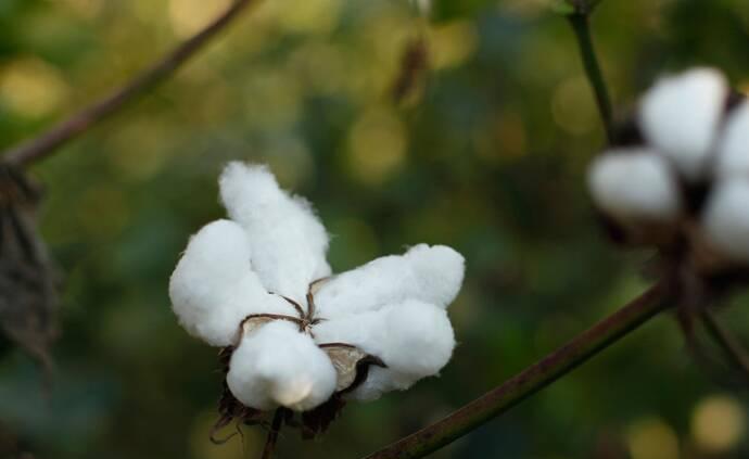 我国棉花种植相关企业前三季度注册量同比增长131.2%