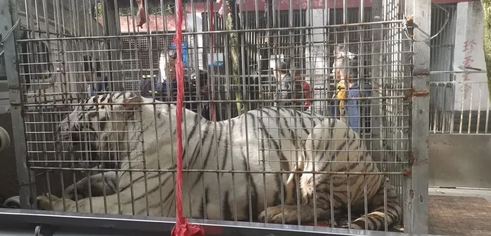 动物园的两只老虎及其他动物们顺利地被搬上运输车,运往石峰公园寄养