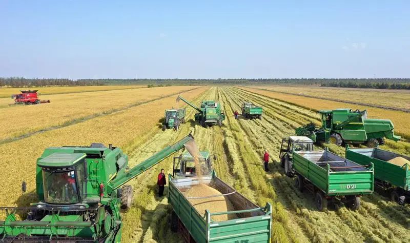 庆丰收!崇明万亩稻田机械收割鸟瞰如画