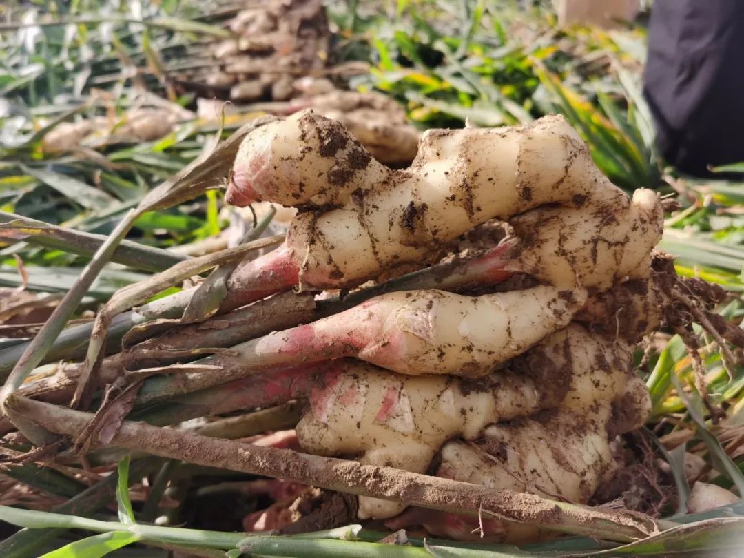 走向我们的小康生活 生姜丰收 姜 来可望