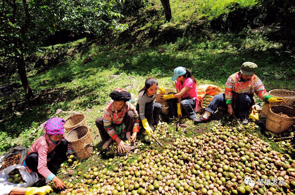 大姚十里核桃谷一派喧闹