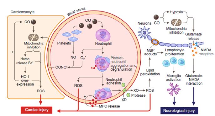 游离的一氧化氮(no)与氧自由基(o2-)反应生成过氧亚硝基阴离子(onoo-)