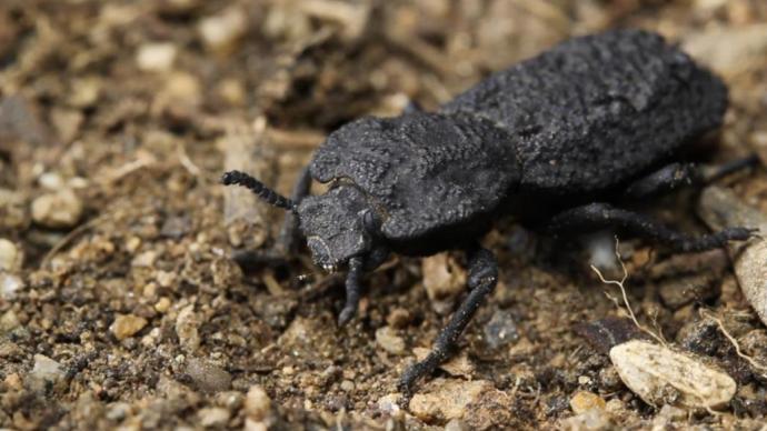 这种甲虫拥有“不坏之身”，可承受自身39000倍的重量