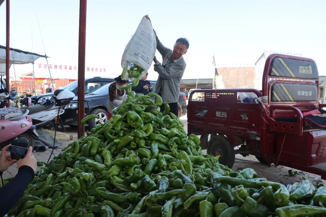 定边白泥井镇:沙地变良田,治沙变致富_澎湃号·政务_澎湃新闻-the