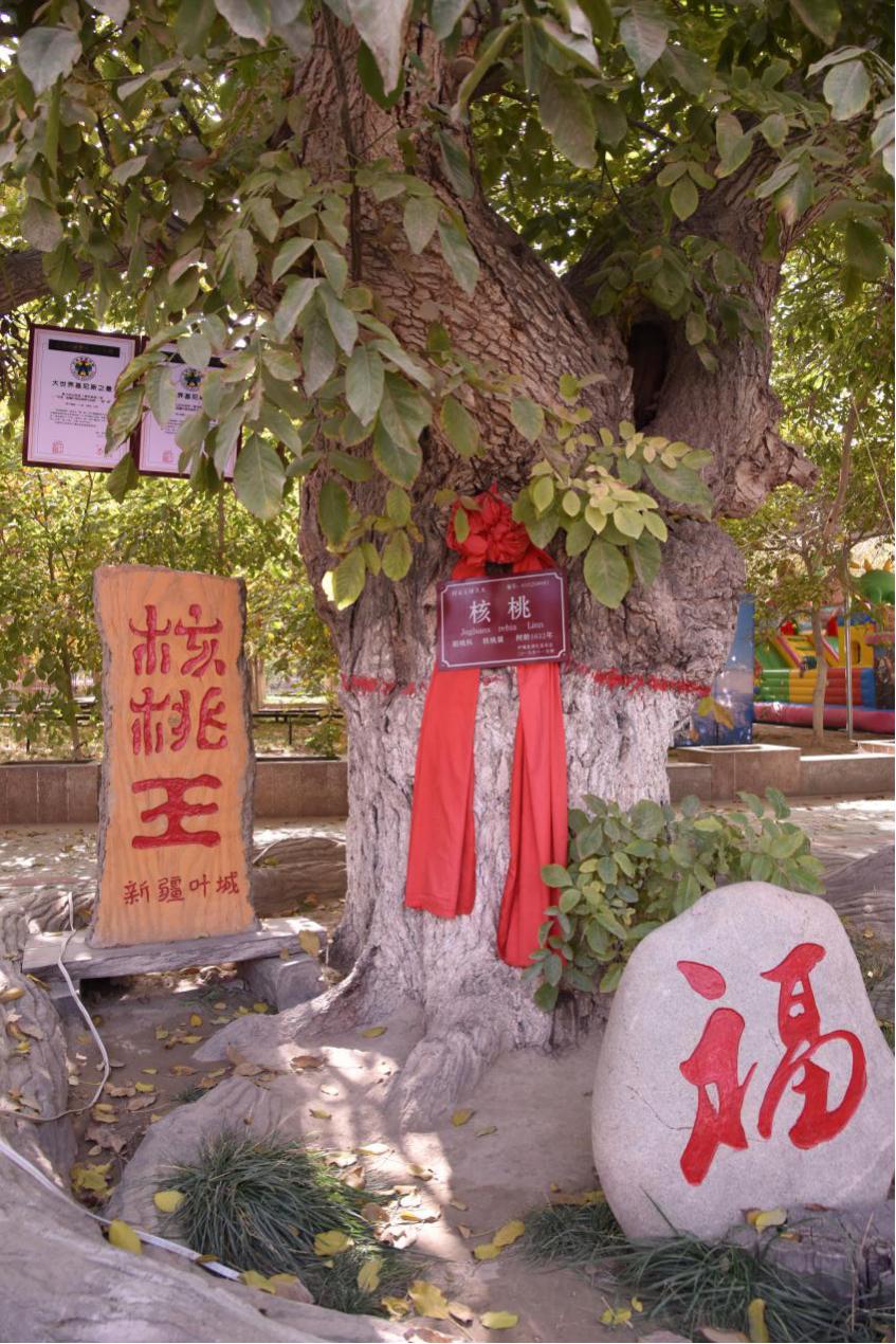 有7株核桃树,它们历经千年依然枝繁叶茂,被称为"核桃七仙",是喀什地区