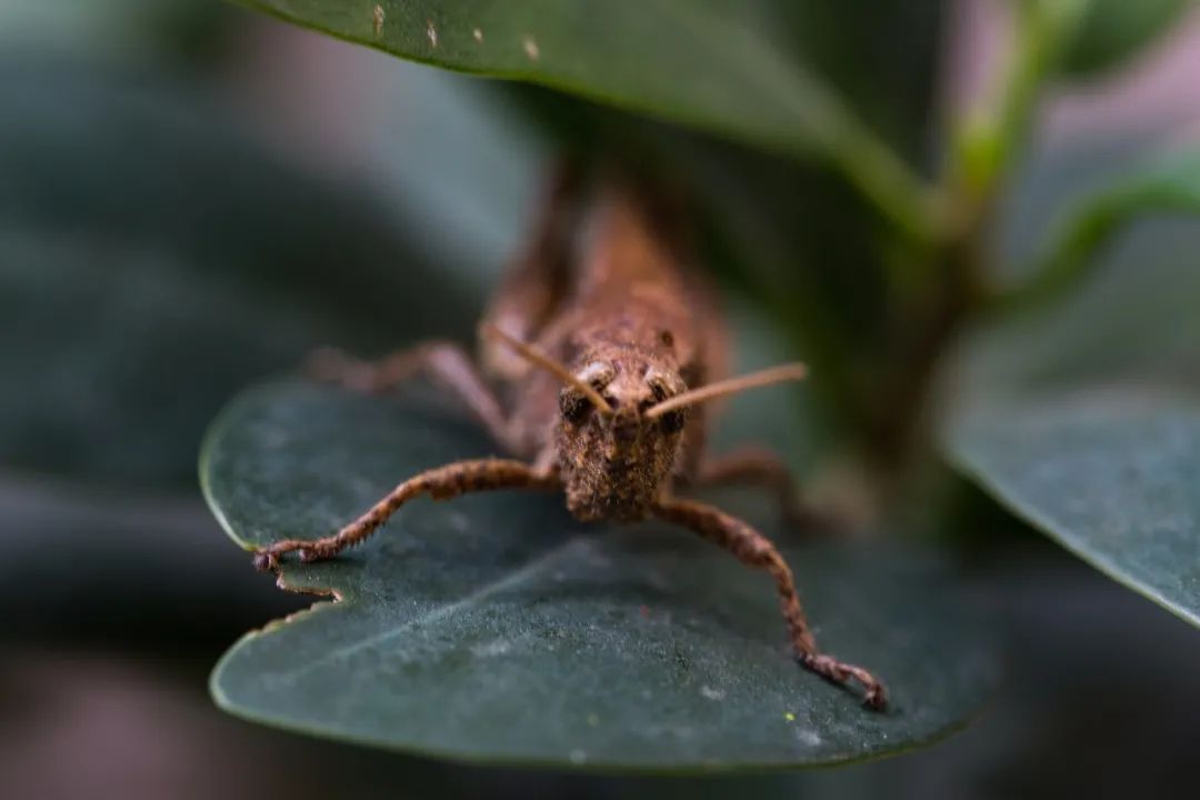 拍摄于晋南翼城县城西.《月令七十二候集解》曰:"三候,蛰虫咸俯.