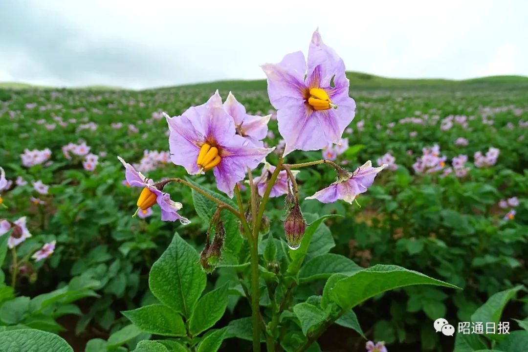 洋芋花图片大全大图图片