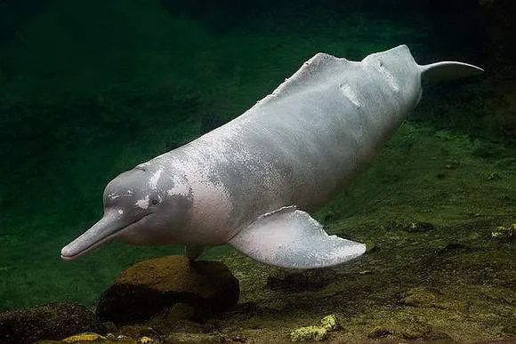 淡水豚征服江河的鲸