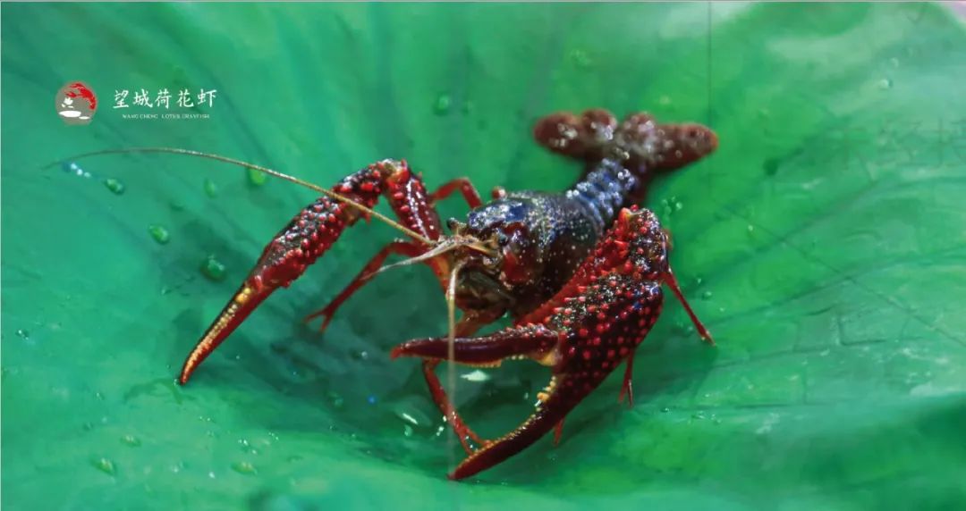 周末!来这里吃遍湖南美食!看看望城都有哪些企业…_政务_澎湃新闻-the