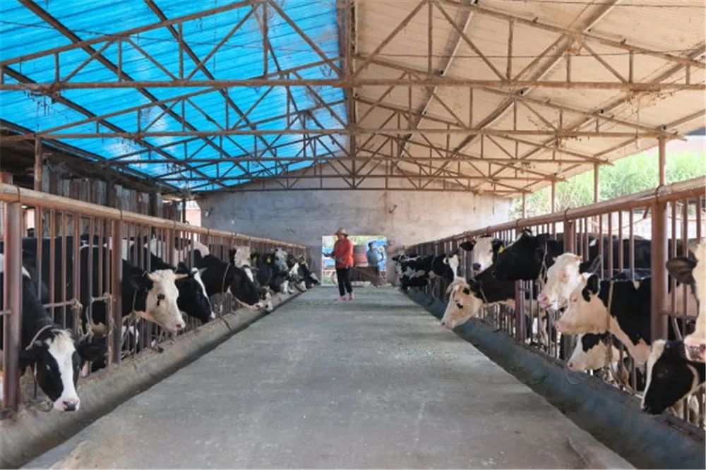 乍甸乳业实施扶贫车间项目饲养的奶牛