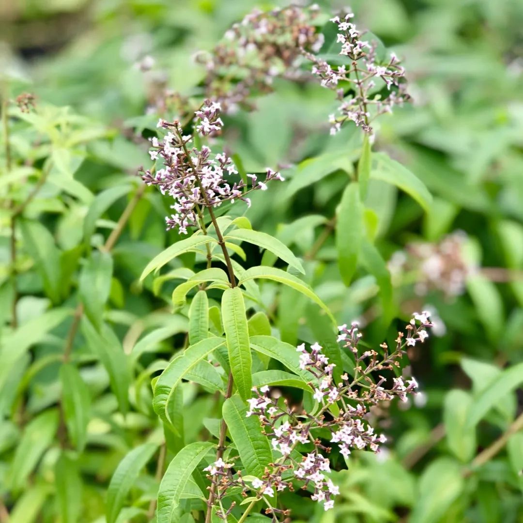 防臭木別名:馬鞭草科橙香木屬科屬:verbena triphyllalemon學名