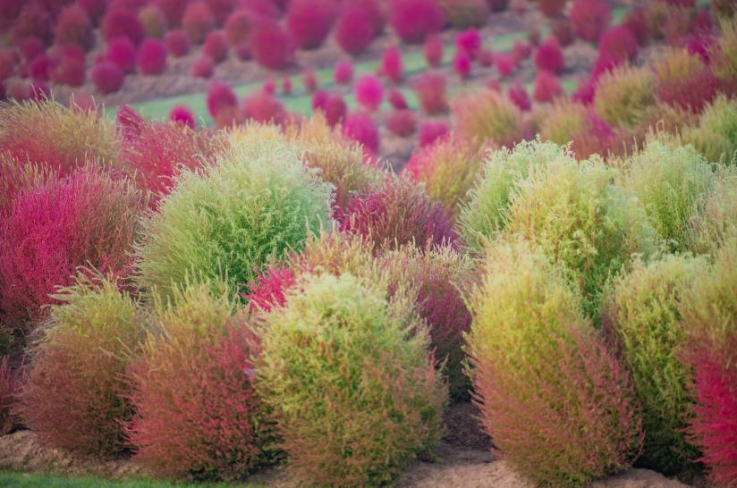 毛毛球红了上海辰山植物园的地肤惊艳上线大波美图来袭