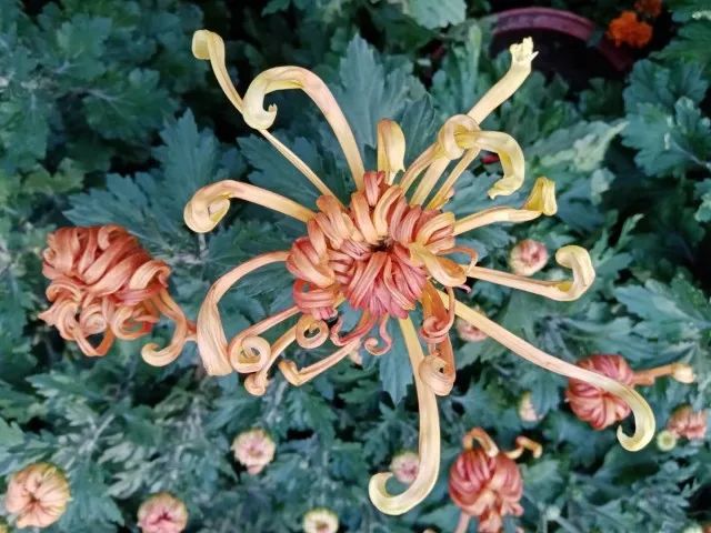 金秋时节 来郑州市人民公园赏菊嗅秋香