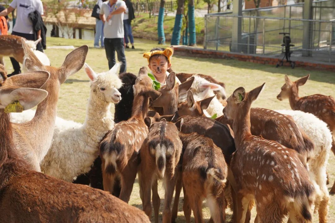 帶娃秋遊去哪好來金牛湖野生動物王國呀