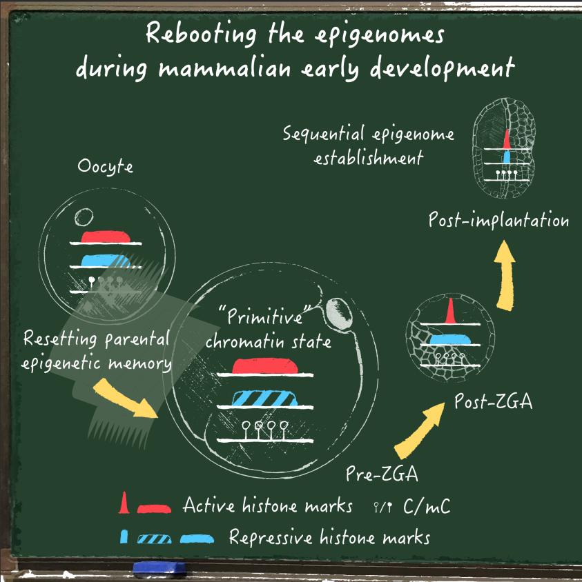 学术前沿颉伟组发表综述总结哺乳动物早期发育中的表观遗传重编程