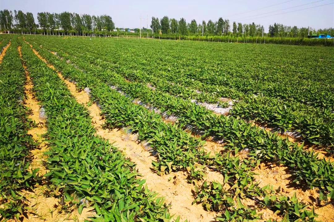 潮汕地区东京薯种植图片