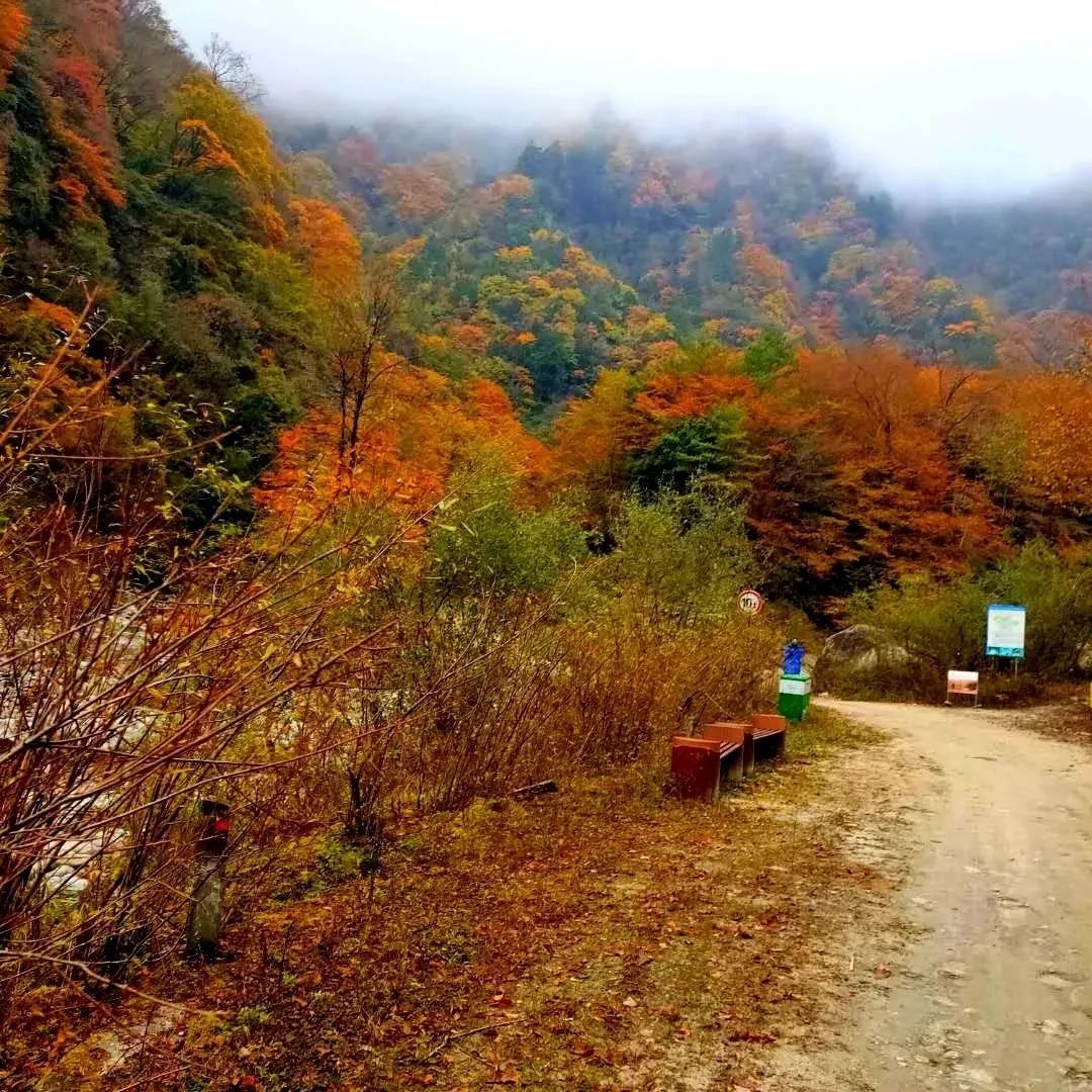 紅紅紅青川唐家河紅葉節來啦還有短視頻攝影大獎等你拿