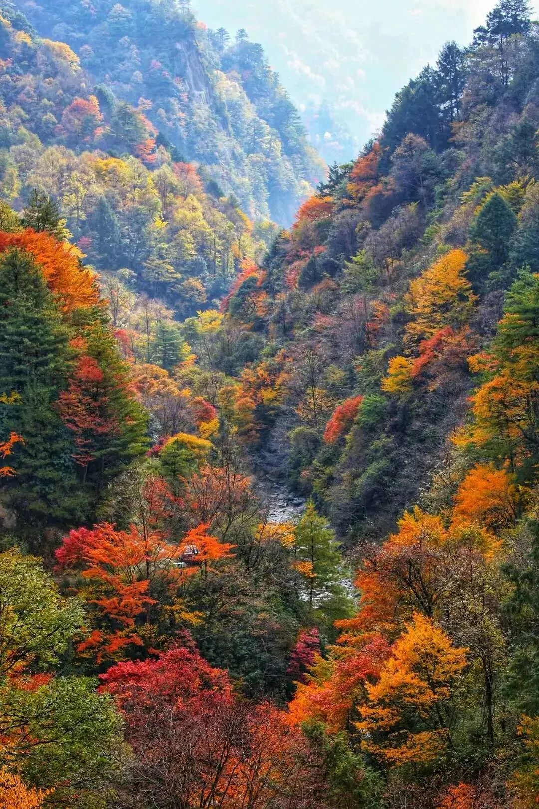 紅紅紅青川唐家河紅葉節來啦還有短視頻攝影大獎等你拿