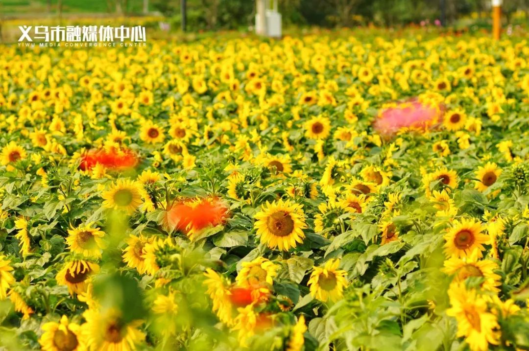 美好陽光下微風輕搖著花瓣開得正好義烏一處向日葵花海最近sunflower