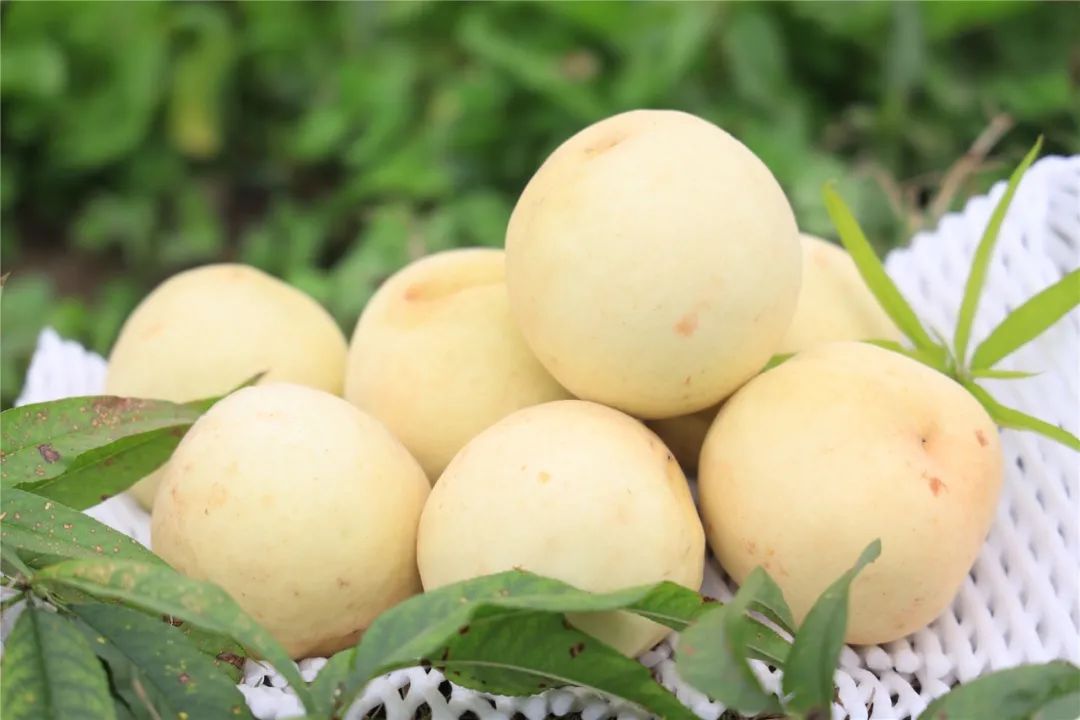 这种专属于冬天的水果来了卖相一般但口感脆甜