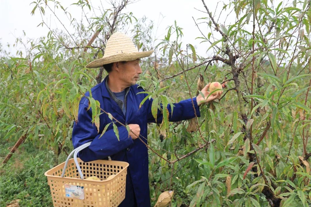 在亭林镇后岗村的一处果园,来自安徽的陈少成正和女婿忙着采摘雪桃.