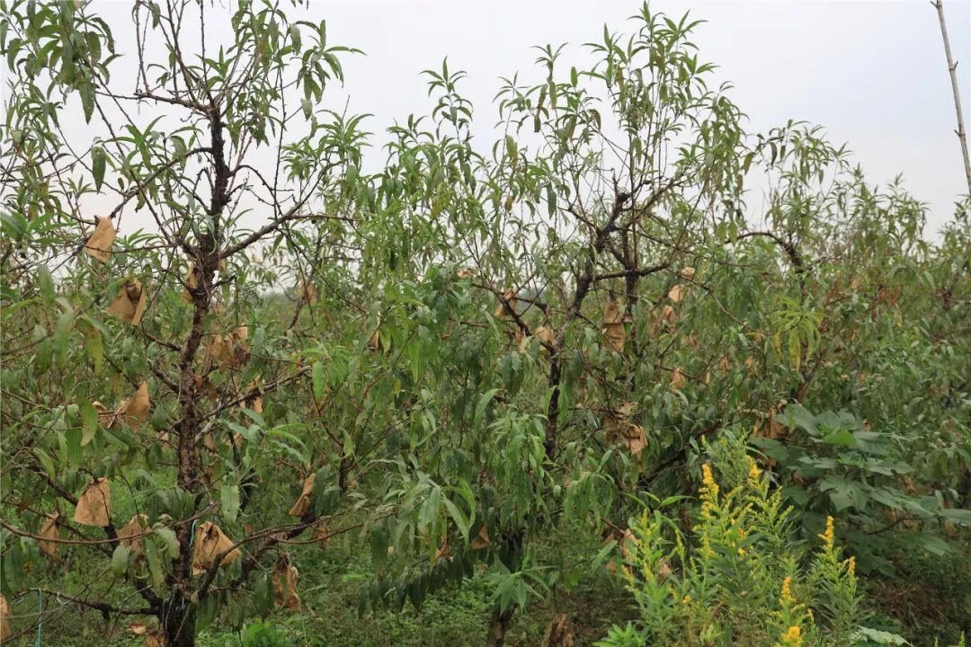 老兵精神从桃苗的选择到开始种植雪桃,从给雪桃装袋到割草施肥,陈少成