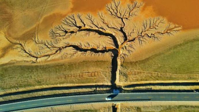 他，一个90后少年，发现了藏北羌塘草原上最美的“树”