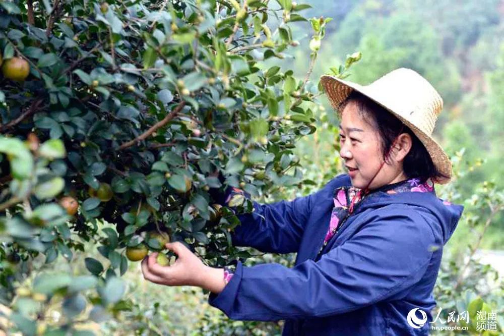 在浏阳市镇头镇土桥村万亩油茶丰产林建设现场,一幅油茶产业蓬勃发展