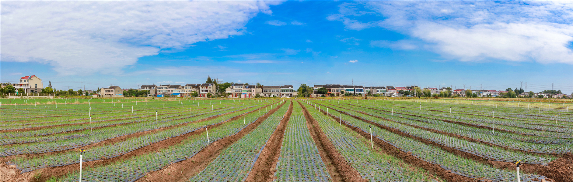 图为小葱种植基地 盛义摄