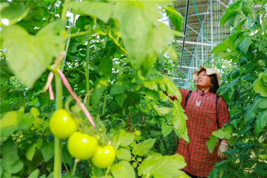 江苏靖江惠龙村致富路上葱满希望