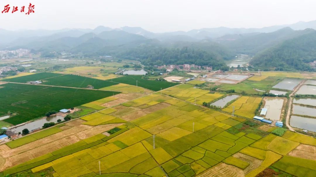 白诸镇GDP_杏坛镇gdp数据图(2)