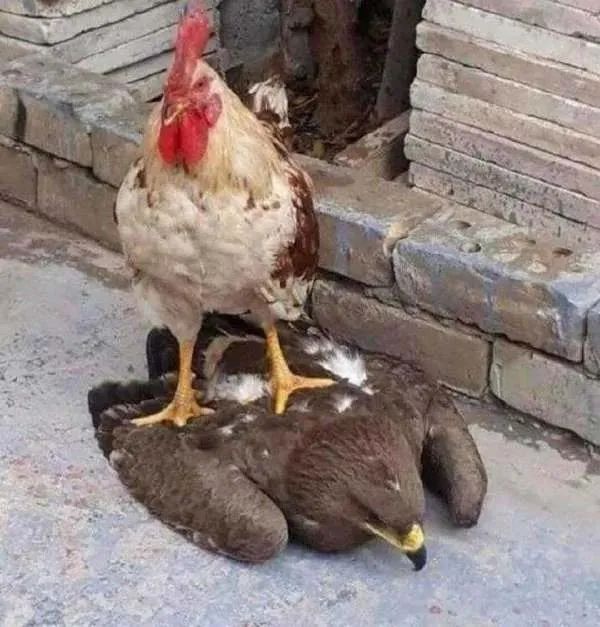 但两个人高下差别极大意思是说同样都是人居然也是个成语"一龙一猪"