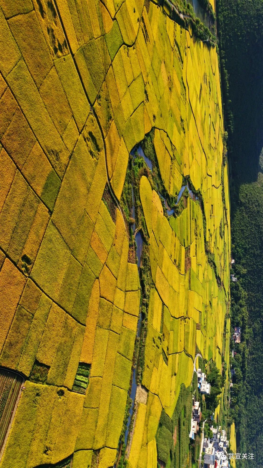 请您欣赏武宣秋日的稻田可以这样美
