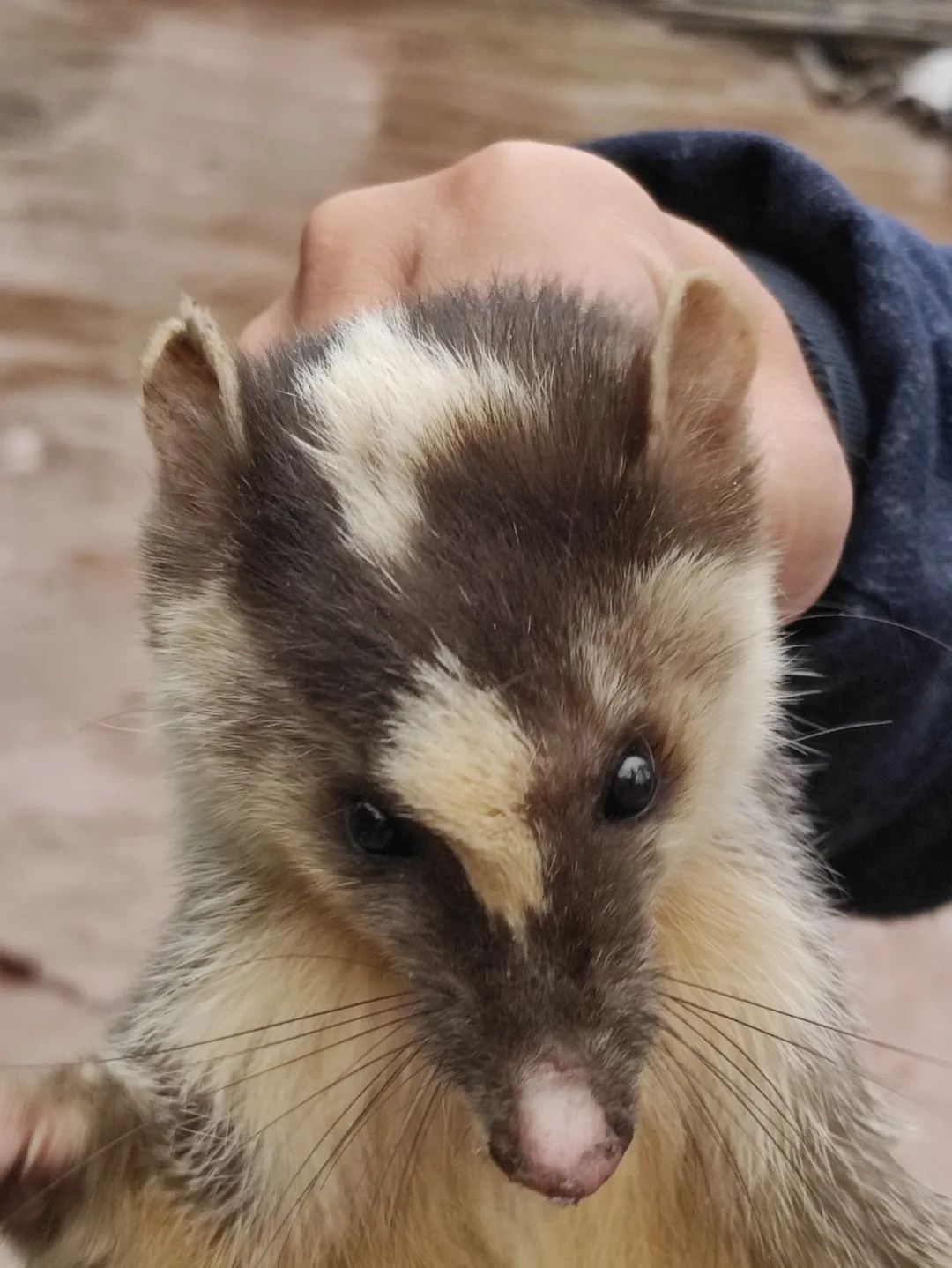 经专业人员现场体检后,发现这只鼬獾并没有受到伤害,体格健壮,也没有