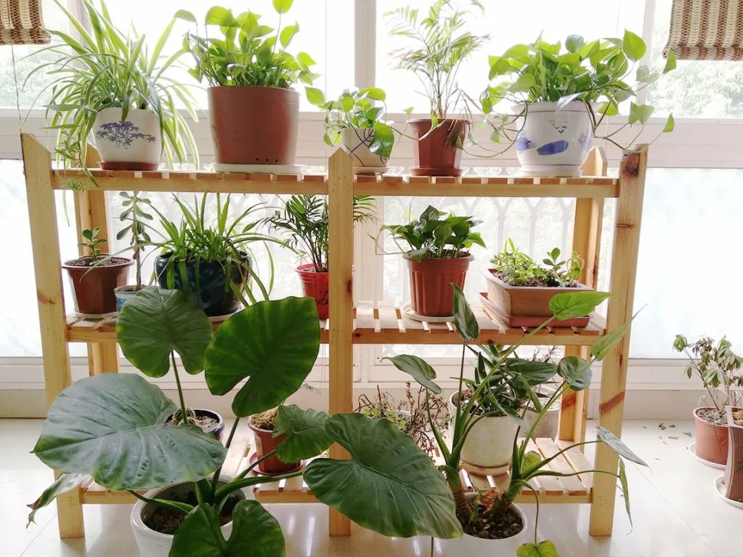 秀美61阳台金风送爽收获美好2020年度秀洲区第八批月度美丽阳台展评